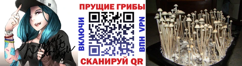Галлюциногенные грибы прущие грибы  Купить  Ирбит 